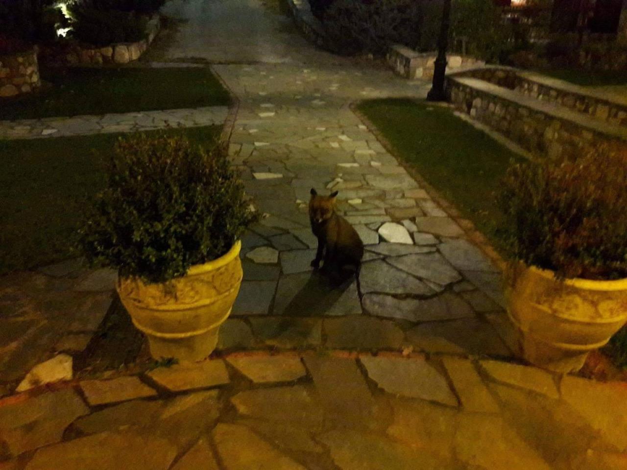 Tzivaeri 호텔 Likodhrómion 외부 사진